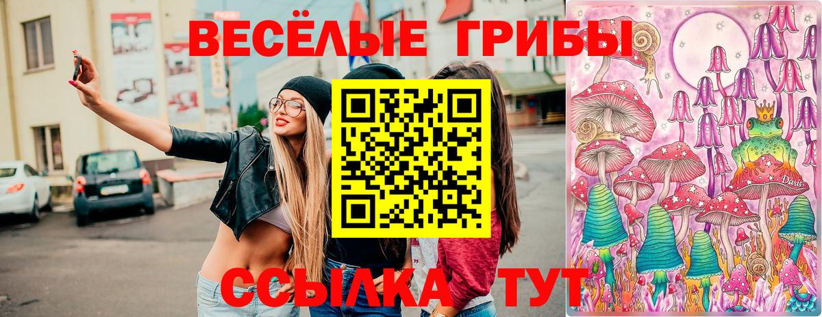 Псилоцибиновые грибы Psilocybe Новозыбков