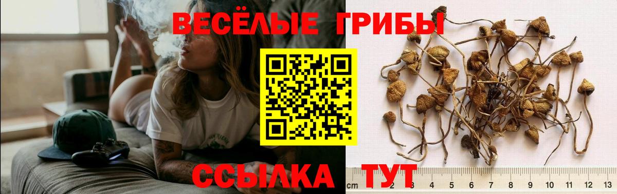 Новозыбков  Галлюциногенные грибы MAGIC MUSHROOMS  Галлюциногенные грибы Psilocybine cubensis  Вход с VPN 